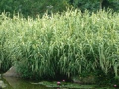 花叶芦竹-水生植物