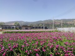 花菖蒲水生植物基地展示