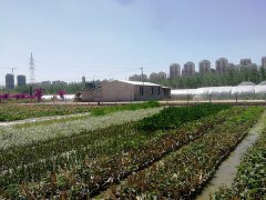 水生植物基地展示二