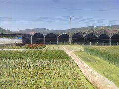 水生植物基地展示一