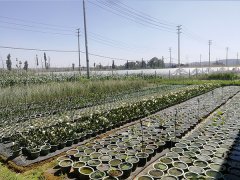 浮水植物基地展示二