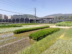 挺水植物基地展示三