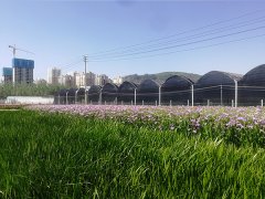 挺水植物基地展示四