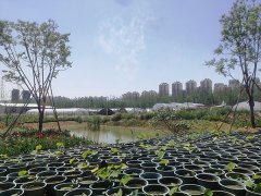 浮水植物基地展示三