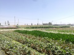 水生植物基地展示四