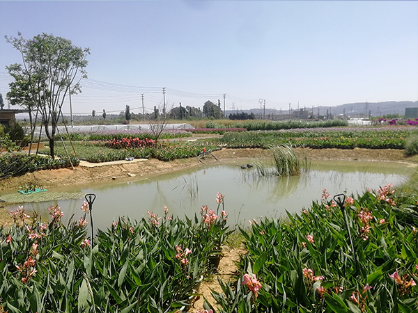 美人蕉水生植物基地展示