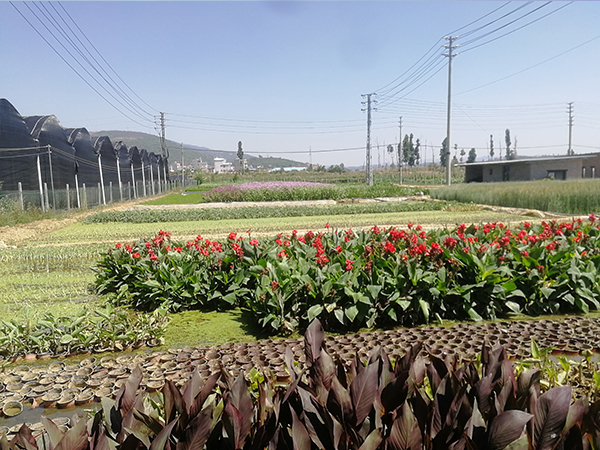 美人蕉水生植物基地展示